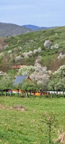 ArmenişCabana Larisa的一片树木和山丘的田野
