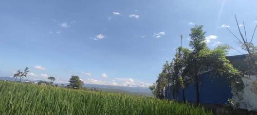 DebichaurGadyauli Village的蓝墙旁一片高大的绿草