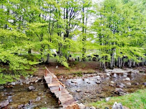 尼克希奇EKO KAMP „LUKE“的一条木桥,横跨树木的河流