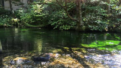 松本Nakanoyu Onsen Ryokan - Vacation STAY 18789v的树木繁茂的河流中的一个鳄鱼