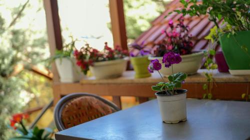 斯库台Shkodra Guest House的一张桌子上放着一堆盆栽植物
