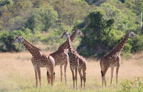 BugeseraWildlife friendly safari的一群长颈鹿站在一个田野里