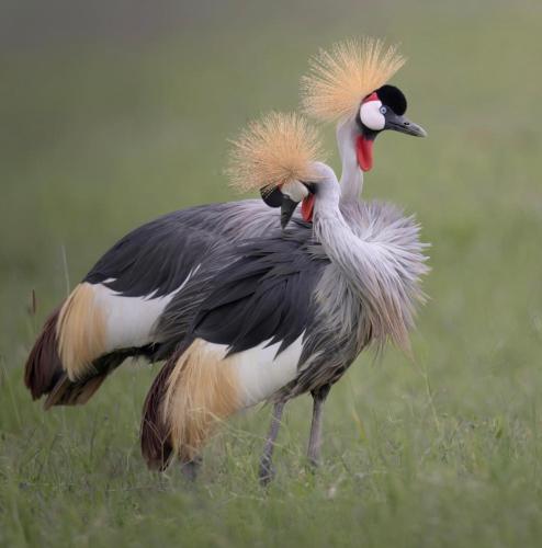 BugeseraWildlife friendly safari的两只大鸟站在草地上