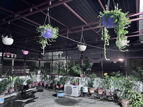 AyodhyaAKG Home Stays的充满了许多盆栽植物的房间