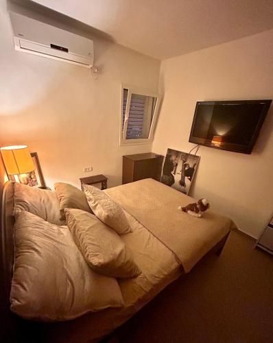 佩塔提克瓦A private room in a modern apartment near the Belinson/Schneider hospital and the Red Line to Tel Aviv的一间卧室,卧室里配有一张床,猫坐在床上