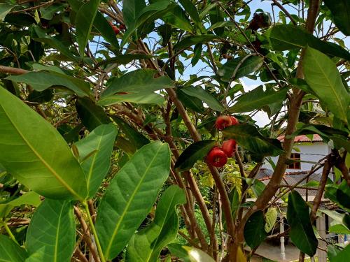 安帕赖Sky homestay的树上有许多叶子和红色水果