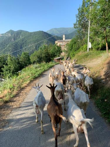 San Damiano MacraAlte terre - Lab&room的一群山羊走在路上
