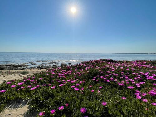 托雷瓦多Casa Vacanze Salento的海滩上一片粉红色的鲜花