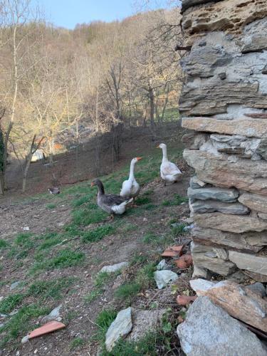 San Damiano MacraAlte terre - Lab&room的石墙旁边三只鸭子