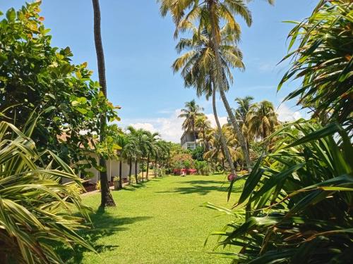 尼甘布Ceylonica Beach Hotel的棕榈树草坪和后方的房子