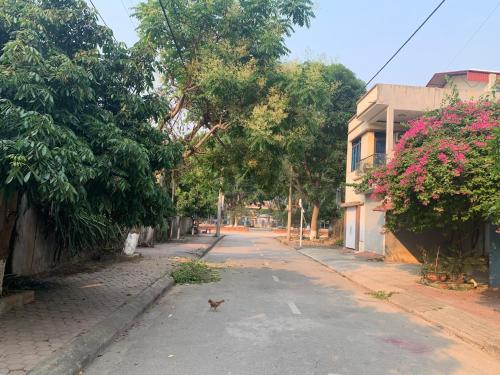 奠边府市Home Hưng Trang的一条空荡荡荡的街道,一条有猫在街上走