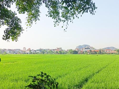 宁平Tam Coc Sunshine Homestay的绿色稻田,有房子的背景
