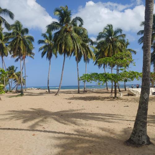 纳瓜casa nagüera的海滩上的一棵棕榈树