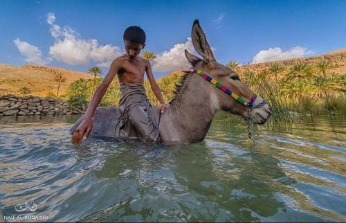 Dawwahإستراحة وادي بني خالد的水里骑驴的年轻人