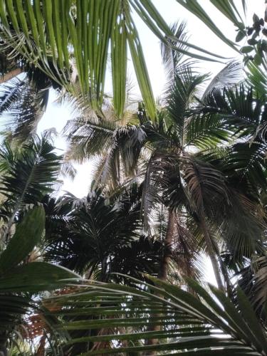 阿里巴格MADHULI COTTAGE的一组棕榈树,背景是天空