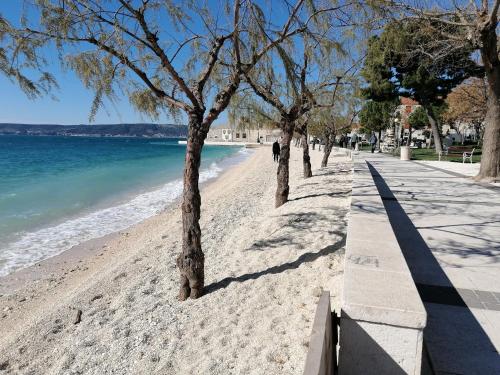 卡斯特罗诺维Mila的海边的沙滩上种有树木