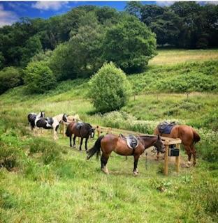  Liscombe塔尔农场宾馆的一群马站在田野里