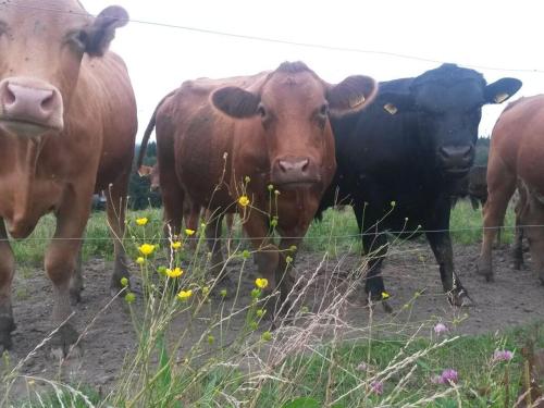 WackersbergRichter Modern retreat的一群奶牛站在围栏旁边