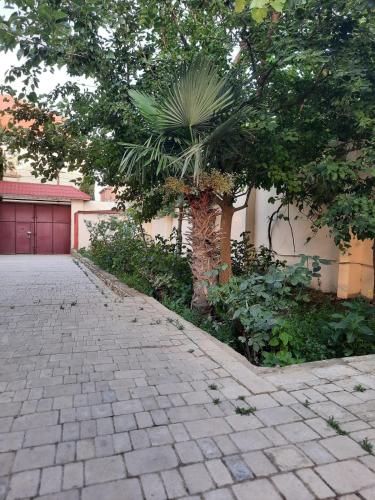 巴库Badamdar的一条棕榈树,旁边是一座带车道的建筑