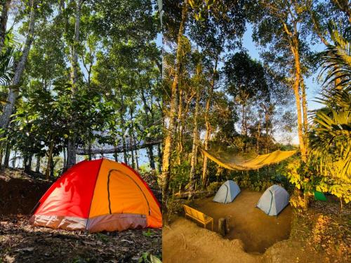 瓦亚纳德HAPPY FEET CAMPING的森林中间的2个帐篷