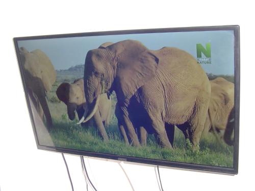 什图罗沃Tanzanit的电视上放着一群大象的照片