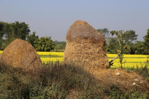 索拉哈Tharu COOP Homestay in Sauraha, Kathar :Chitwan的田野中的两堆大干草