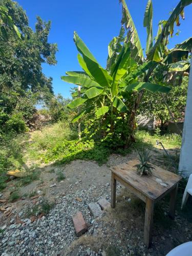 Las TunasCasita con linda jardín a 1minutos de la playa的坐在香蕉树旁边的木凳