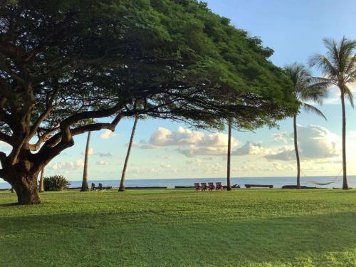 Waimea威美亚种植园别墅海岸酒店&度假村的公园里有一棵树和几把椅子,还有大海