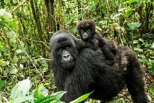 卡巴莱Parc des Gorilla Explorers Uganda Ltd的一只大猩猩背上有一个小大猩猩