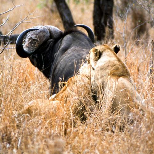 卡巴莱Parc des Gorilla Explorers Uganda Ltd的一只公羊和一只狮子在高大的草地上