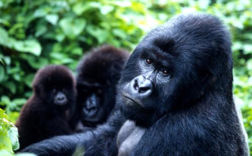 卡巴莱Parc des Gorilla Explorers Uganda Ltd的一组彼此相邻的猩猩