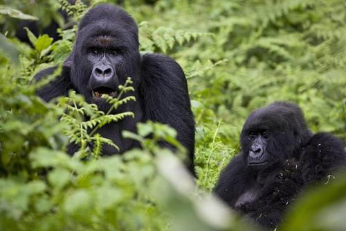 卡巴莱Parc des Gorilla Explorers Uganda Ltd的两个大猩猩正坐在草地上
