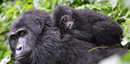 卡巴莱Parc des Gorilla Explorers Uganda Ltd的一只小猩猩坐在母亲的背上
