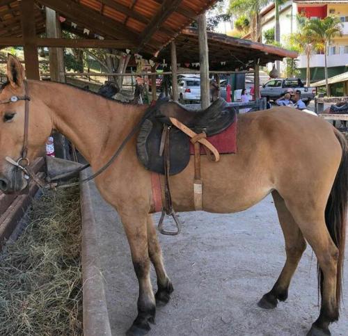 Capim BrancoHotel Fazenda Tucano的背部有鞍的棕色马