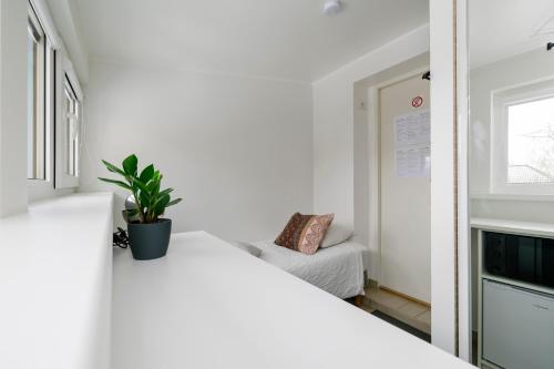 塔林Apartment for one - grey的卧室配有白色的床和盆栽植物