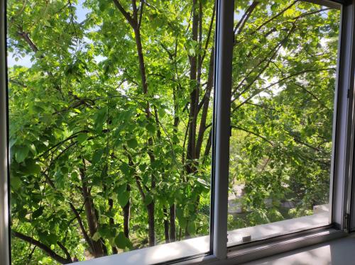 康斯坦察Tomis 99 Apart的开放式窗户,享有树林美景