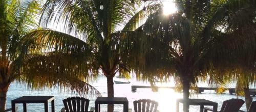 CalliaquaPoint Bay Resort的水边棕榈树下的桌椅