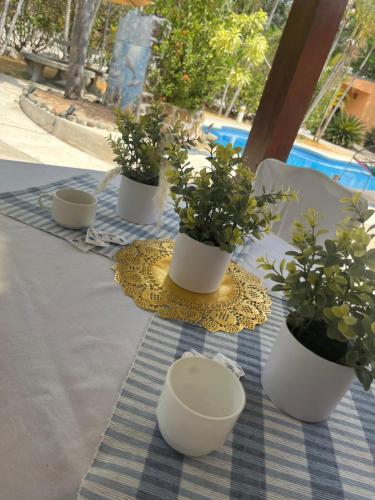 TapantíHotel Nacaome Blue Zone的桌上放着盆栽植物和碗
