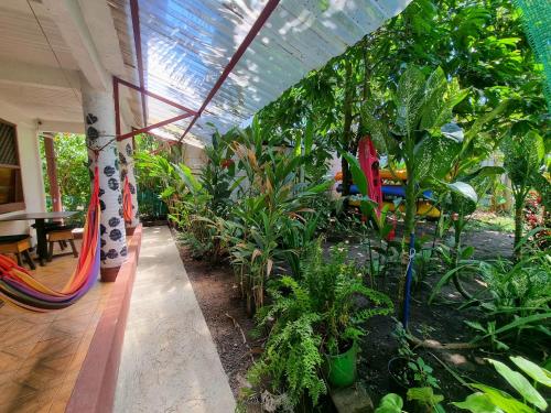 托尔图格罗Wildlife Tortuguero的一间温室,里面种有一束植物和一张吊床