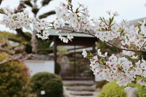 HinaseVilla SHINOBI -忍-的屋前有白色花的树