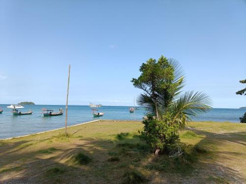 瓜隆岛Sweet Jungle Bungalows的棕榈树,水体旁边,有船