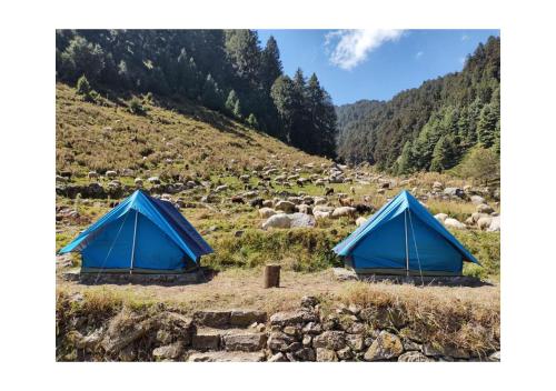 Baijnāththevillagercamp的两顶蓝色帐篷,在田野上放羊群