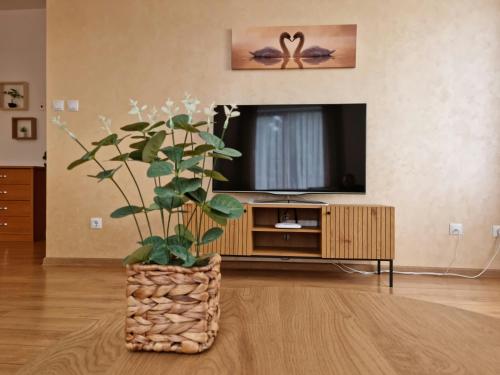 圣弗拉斯Апартамент Ния, Райска градина / Garden of Eden的一间带电视和盆栽植物的客厅
