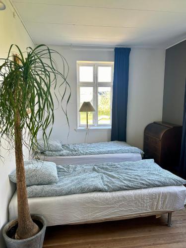 阿森斯Bøgebjerggårds Gårdbutik的卧室内的两张床,种植了盆栽植物