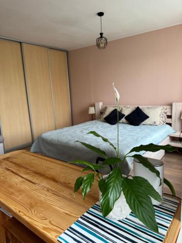 AizkraukleAizkraukles studio tipa dzīvoklis的一间卧室配有一张床,木桌上种植了植物