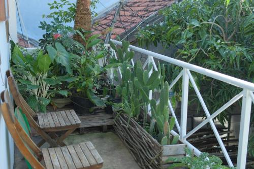 绥和市Come to the Sea homestay Phú Yên的阳台种有植物和椅子