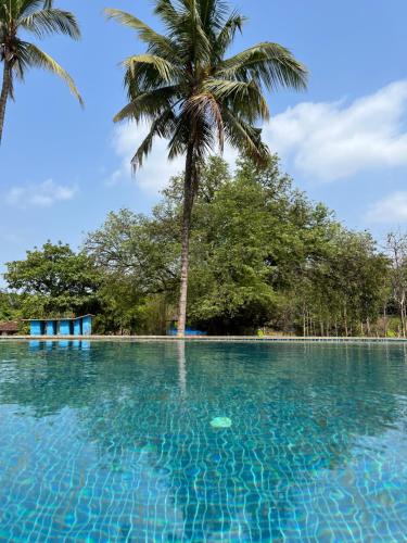 Green valley jungle resort的一座棕榈树环绕的游泳池