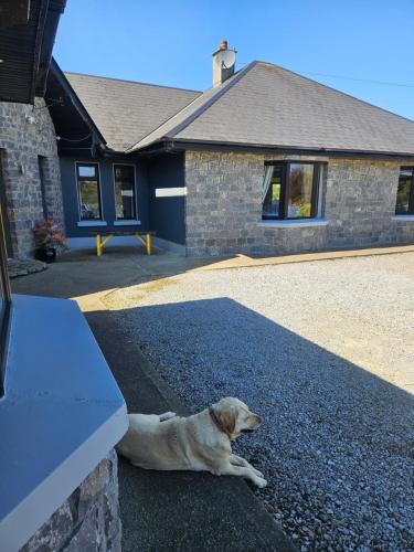 LecarrowArd Aoibhinn Roscommon的狗躺在房子前面的地上