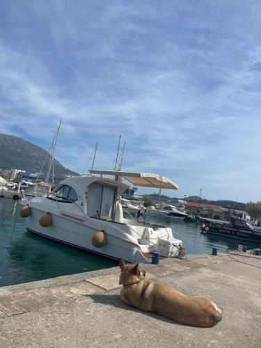 TopolicaRent a boat Montenegro UMA的一只猫躺在船边的地上