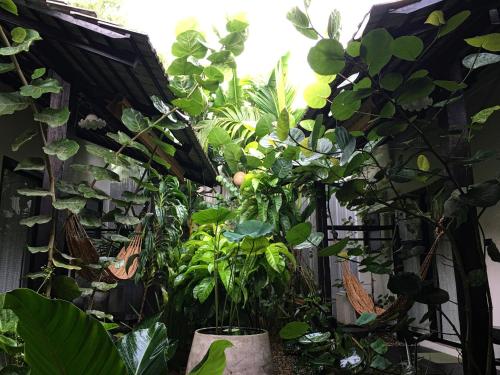 清迈Su Kho Rom always home ศุโขรมย์ - Adults Only的充满绿色植物的温室